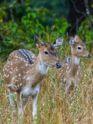 Jim Corbett