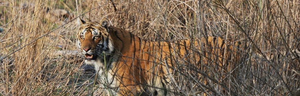 Ranthambore