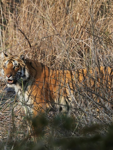Ranthambore
